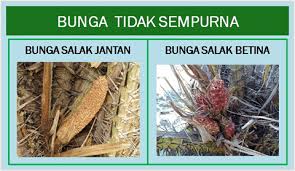 5 contoh bunga sempurna pengertian bagian bagian serta. Bagian Bunga Fungsi Dan Contoh Beserta Gambar