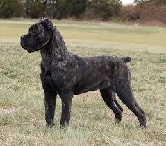 Cane Corso Pitbull Kopek Siyah