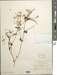 Image result for Senecio deltoideus