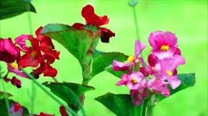 Find this pin and more on seed pods by johanna flanagan. How To Grow Begonias From Seed Youtube