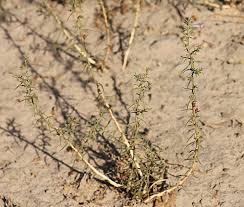 Image result for Aptosimum lugardiae