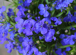 Deep purple flowers for hanging baskets. 18 Best Hanging Plants For Indoors And Out Bob Vila Bob Vila