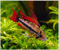 The dwarf cockatoo cichlid should be kept in an aquarium that is 30 gallons minimum, with densely planted groupings. Dwarf Triple Red Cacatuoides Cichlid Arizona Aquatic Gardens