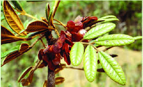 Image result for Simaroubaceae