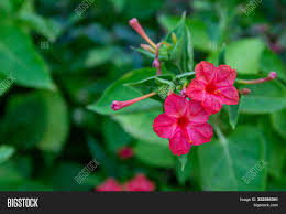 The delicious berries add sweetness and delectable color to desserts. Pink Marigold Flowers Image Photo Free Trial Bigstock