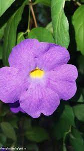 Thunbergia Erecta In 2021 Violet Flower Purple Flowers Home And Garden