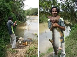 Antara yang menjadi pilihan saya adalah ada juga yang menjadikan tasik di taman ini sebagai port untuk memancing. Pancing Patin Liar Hujung Minggu Umpan