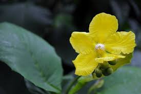 Maybe you would like to learn more about one of these? Lambang Bunga Dari Vietnam Dan Negara Negara Asia Tenggara Photography Steemit