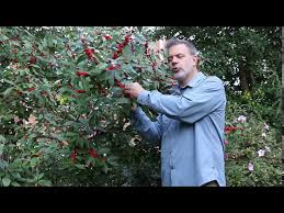 Shop with confidence on ebay! Why Don T I Have Holly Berries Youtube