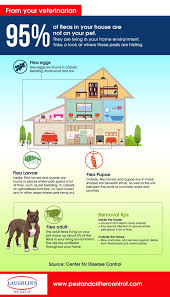 How To Get Rid Of Fleas In The House Video Tutorial Flea In House Fleas Itchy Pet
