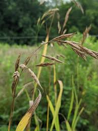 Image result for Bromus