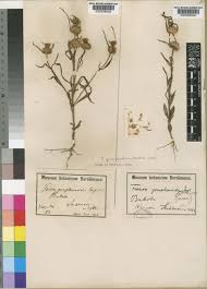 Image result for Faroa involucrata