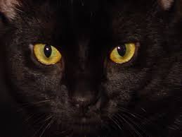 Big Black Cat Yellow Eyes Animals Zoo Park Black Cat Eyes Wallpapers Blue Cat Eyes Yellow Cat Eyes Green Red Cats Eyes Wallpapers Fo Red Cats Eye Black Cat Eyes Black Cat Pictures