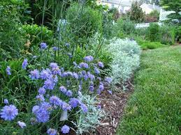 Pin On Gardening