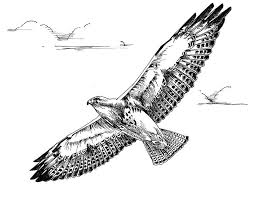 Big Bird With White Head And Black Body File Black And White Line Art Drawing Of Swainson Hawk Bird In Flight Jpg Strichzeichnung Kunst Vogel Zeichnen Zeichenvorlagen