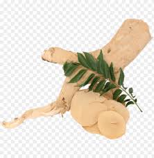 Other common names for e. Yellow Tongkat Ali Png Copy Longjack Png Image With Transparent Background Toppng