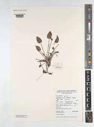 Image result for Pontederia natans