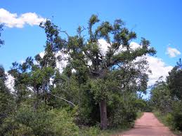 Image result for Syncarpia glomulifera