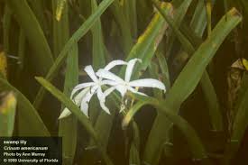 The spider lily (lycoris) gets its name from its striking blooms.thin, delicate petals and long stamens result in blooms that resemble spider legs. Center For Aquatic And Invasive Plants University Of Florida Ifas