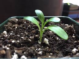 Image result for Lycopodiella sarcocaulon