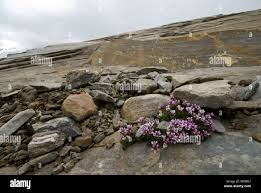 Image result for Wahlenbergia collomioides