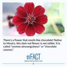 601 Fun Random Fact Images The Fact Site Fun Facts Chocolate Cosmos Facts