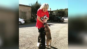 On wednesday night, a male suspect shot and wounded fischer and stole two of her three french bulldogs, koji and gustav. Lady Gaga S Dogs Stolen In Hollywood Man Walking French Bulldogs Shot 6abc Philadelphia