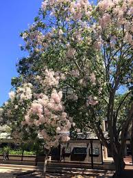 Namun, musim ini tergolong musim. Fairuz Dan Alam On Twitter Musim Bunga Di Australia Ramai Obses Dgn Sakura Di Korea Amp Jepun Overrated Tp Sbnrnya Musim Bunga Di Australia Pun Cantik Wangi Plak Tu Putih Jacaranda Pula Akn