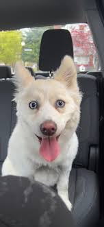 Khal is missing 🐾 let's get him back home!