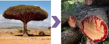 It was a dragon's blood tree—born, according to legend, from blood shed in a battle between an elephant and a dragon. Dragon S Blood Trees With Sap That Looks Like Blood Found Around Yemen Creepy