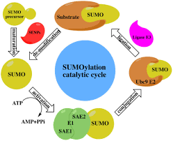 The size of a garment) synonyms: The Post Translational Modification Sumoylation And Cancer Review