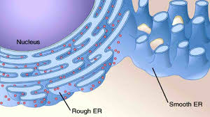 Check spelling or type a new query. Function Of The Endoplasmic Reticulum In Animals And Plants Archyde