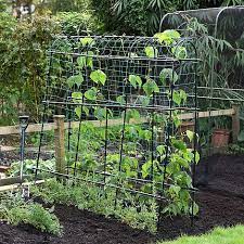 Maybe you would like to learn more about one of these? Garden Gear Pea Bean Tunnel 1 8 X 1 8m Thompson Morgan