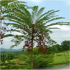 Image result for TONGKAT ALI