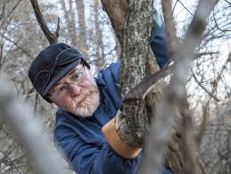 Because ivy can be more aggressive, there's a chance your tree isn't getting its fair share of. Hand Saws And Herbicide One Minnesotan S Crusade Against A Killer Vine Mpr News