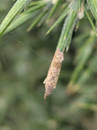 Image result for Cydia microgrammana