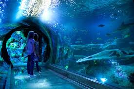 Sea Life Grapevine Aquarium Big Aquarium Aquarium Sea Life