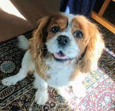 Cavalier King Charles Spaniel Puppies For Sale Near Me King Charles Cavalier Spaniel Puppy Spaniel Puppies For Sale Charles Spaniel