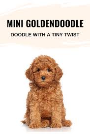 Maybe you would like to learn more about one of these? Mini Goldendoodle Doodle With A Tiny Twist The Daily Tail Mini Goldendoodle Mini Goldendoodle Puppies Goldendoodle Miniature