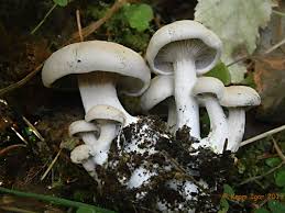 Entoloma Abortivum Shrimp Of The Woods Or Aborted Entoloma Stuffed Mushrooms Shrimp Nature