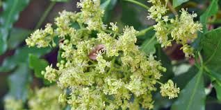 Image result for Vepris