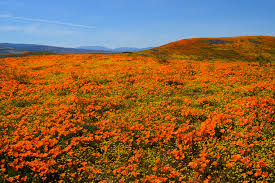 Sea Of Flowers In Antelope Valley Ca 8256x5504 Oc Earthporn