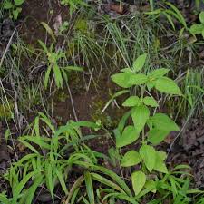 Image result for Sclerocarpus africanus