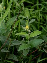 Image result for Cephalocroton mollis