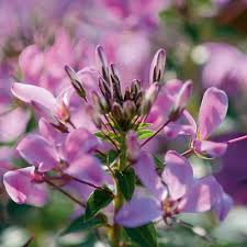 Image result for Cleome
