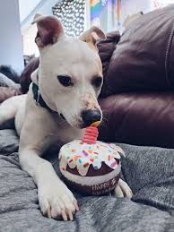 Every year for his birthday (today) and Valentine's Day (adoption day)  we've come to this restaurant. Brouse was obsessed with their Jojo's (seeet  potato fries). Since he passed I've continued coming here