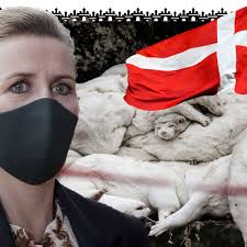 Dänemark tötet millionen nerze — reiseverbot in jütland. Corona Nerz Massenmord Schockierend Danemark Buddelt Tiere Wieder Aus Tiere