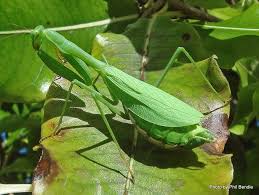 ✓ free for commercial use ✓ high quality images. Phil Bendle Collection Praying Mantis African Miomantis Caffra Citscihub