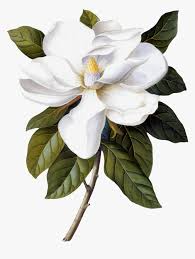 Transparent Magnolia Png Georg Dionysius Ehret Magnolia Png Download Kindpng All png & cliparts images on nicepng are best quality. georg dionysius ehret magnolia png