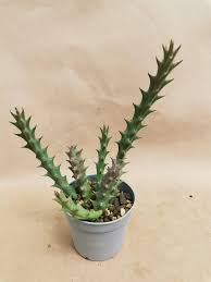 Image result for Euphorbia halipedicola